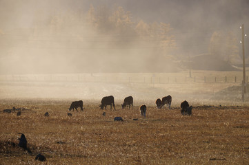 Fototapeta na wymiar Cows at Karakol valley in Russia.