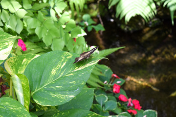Beautiful butterfly sitting on a plant
