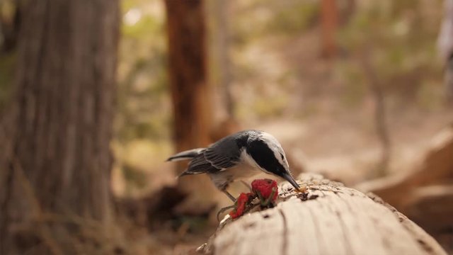 small bird feeding in nature