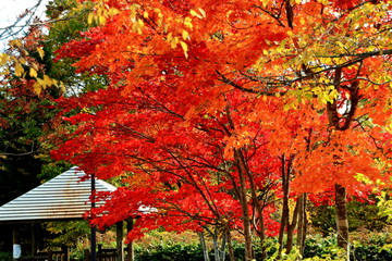 北海道、札幌、紅葉の日本庭園の風景