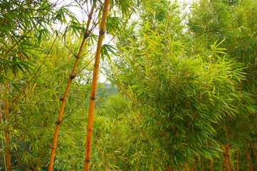 bamboo