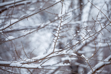 Fototapeta na wymiar snow on branches