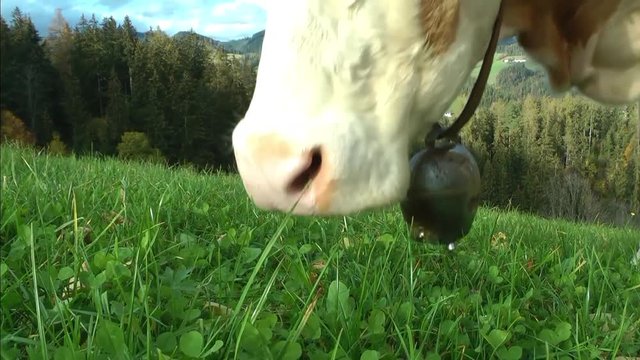 GRASENDE KUH AUF DER WEIDE