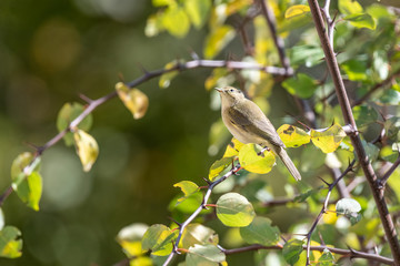 Phylloscopus collybita bird on tree in the park