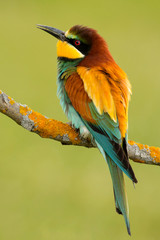 Portrait of a colorful bird