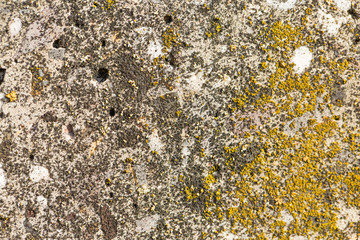 Asbestos slate texture concrete covered with lichen and moss	