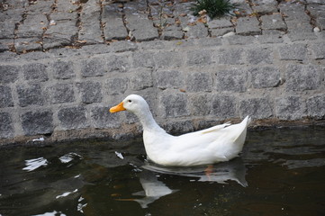White duck swimming in water.