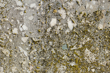 Asbestos slate texture concrete covered with lichen and moss	