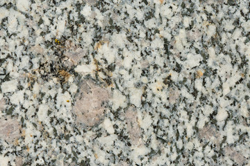 Asbestos slate texture concrete covered with lichen and moss	