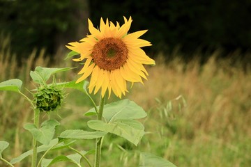sunflower in the field