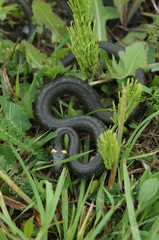 snake in the grass