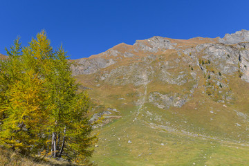 Larice autunnale con la cima della montagna dietro