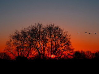 Sonnenaufgang mit Wildgänsen