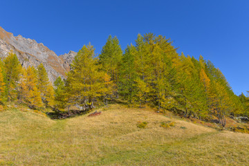 Fototapeta na wymiar Larici gialli sul pendio della montagna in autunno