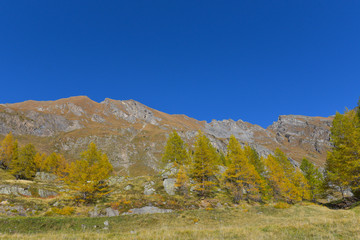 Montagna autunnale con larici gialli e un bel cielo blu scuro