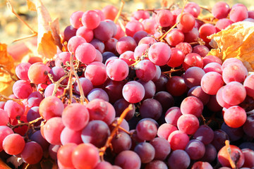 Bowl of ripe purple grapes and dry leaves