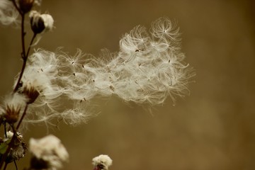 fluffy seeds of Thistle, beautiful