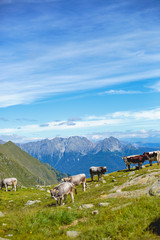 Fototapeta na wymiar Weidekühe in den Alpen