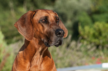 Rhodesian Ridgeback Male Portrait