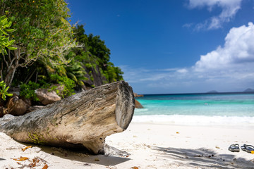 part of tree on beach © Artur