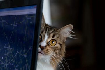 chat map