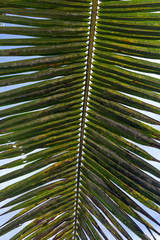 Palm Tree - obrazy, fototapety, plakaty