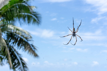 Palm Spider © Artur