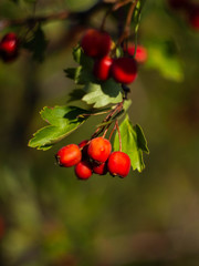 Red berries of the hawthorn grow on the branches. Hawthorn autumn berries.Crataegus monogyna.