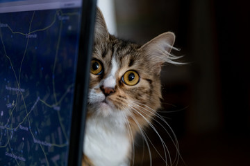 chat web