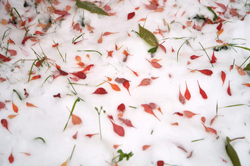 First snow and colorful fallen leaves on the ground