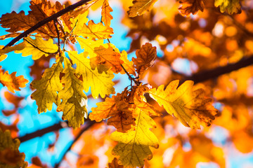 Oak's branches with beautiful golden leaves and acorns. Selective focus. 