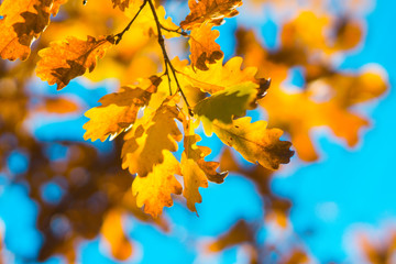 Oak's branches with beautiful golden leaves and acorns. Selective focus. 