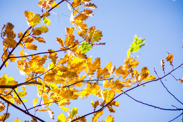 Oak's branches with beautiful golden leaves and acorns. Selective focus. 