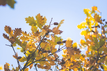 Oak's branches with beautiful golden leaves and acorns. Selective focus. 