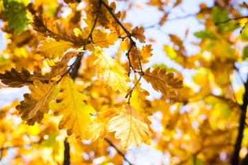 Oak's branches with beautiful golden leaves and acorns. Selective focus. 