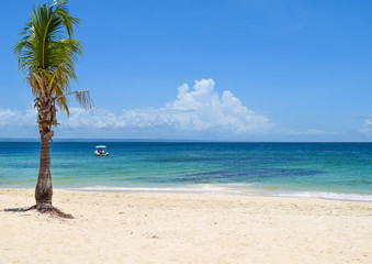 Fototapeta na wymiar Beach with palm in front of turquoise ocean, caribbean sea, cayo levantado, boat on the ocean