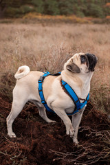  mops