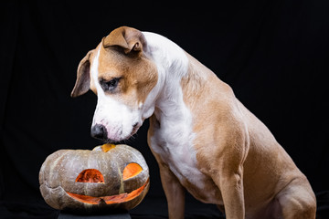 Dog and halloween pumpkin lantern on black background. Cute staffordshire terrier puppy sits and looks at carved jack'o'lantern face
