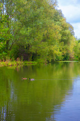 green pond with ducks