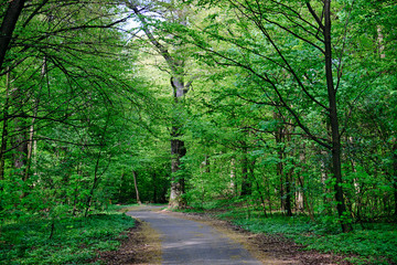 Fototapeta premium beautiful green park in spring