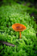 mushroom growing on moss