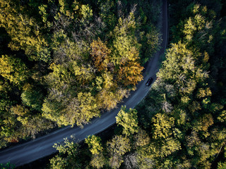 street between autumn trees in the forest aerial drone view from above, dji mavic