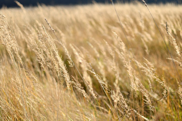 Fototapeta premium Field of spikelets.