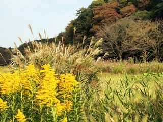 背高泡立ち草咲く里山