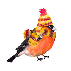 Bird in knitting hat and scarf. Christmas watercolor