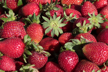 Fresh organic strawberries