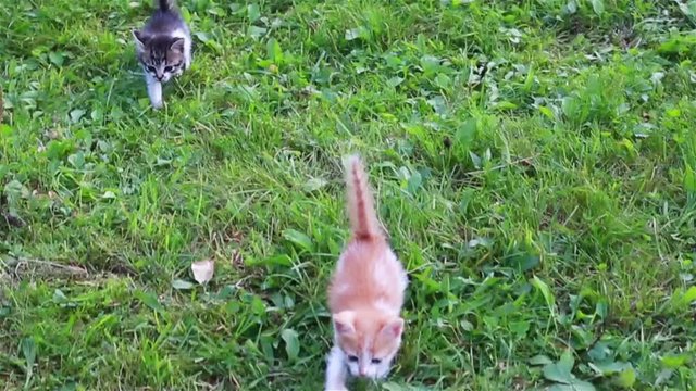 Two small cats are running in the grass. Cute kitten playing in the garden