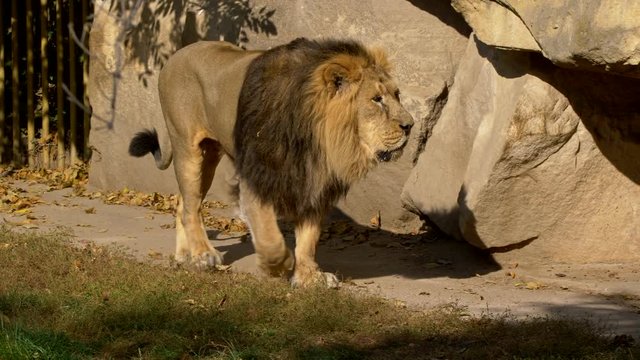 Asiatic lion (Panthera leo leo) pacing in zoo