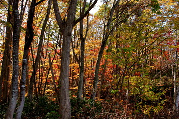 Obraz premium 北海道、札幌の公園の秋の風景