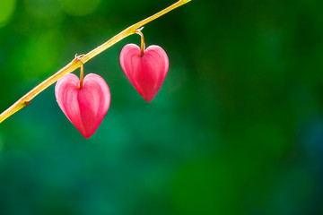 Two hearts of dicentra flower on green natural background, copy space